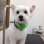 ウェスティ　ロミオ君２６７